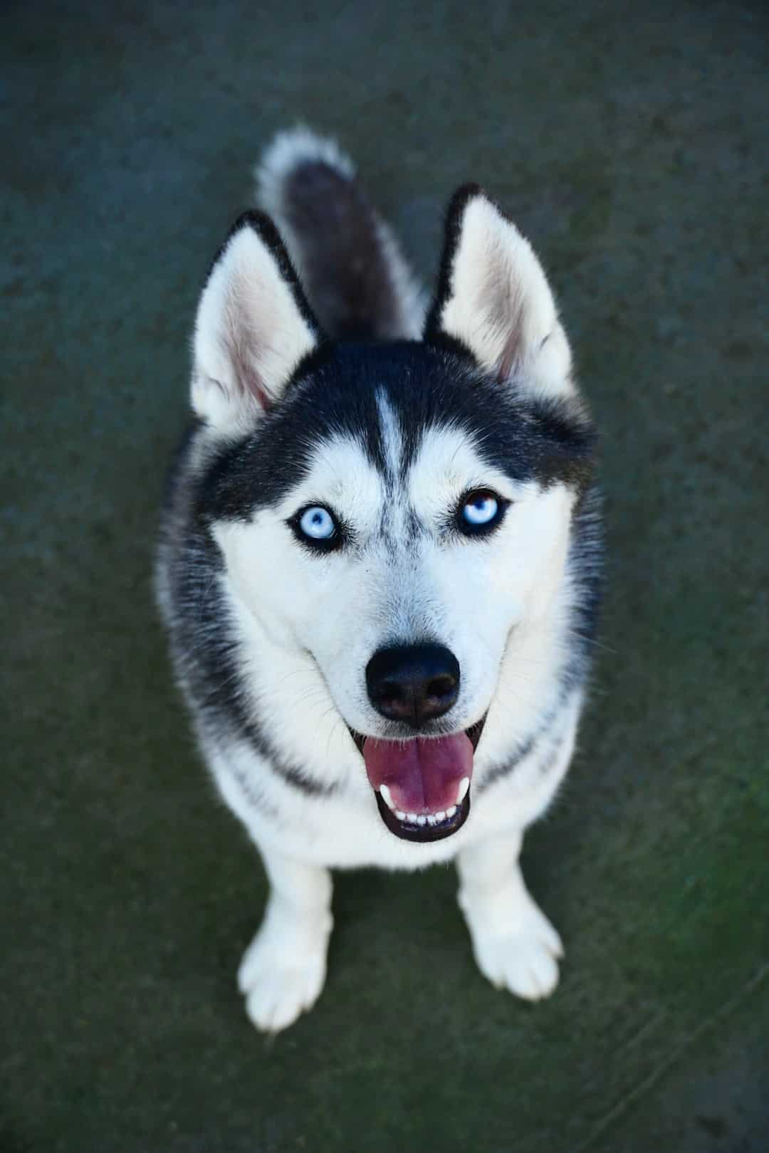 Siberian Husky dog with blue eyes sitting on dark ground.